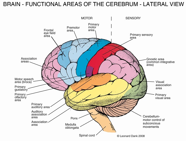 Brain with Labels