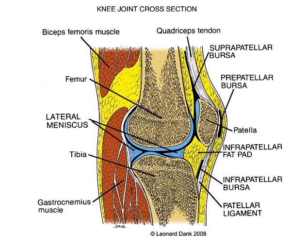 knee joint cross section