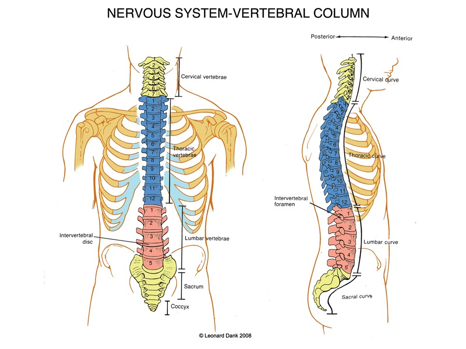 spinal cord image