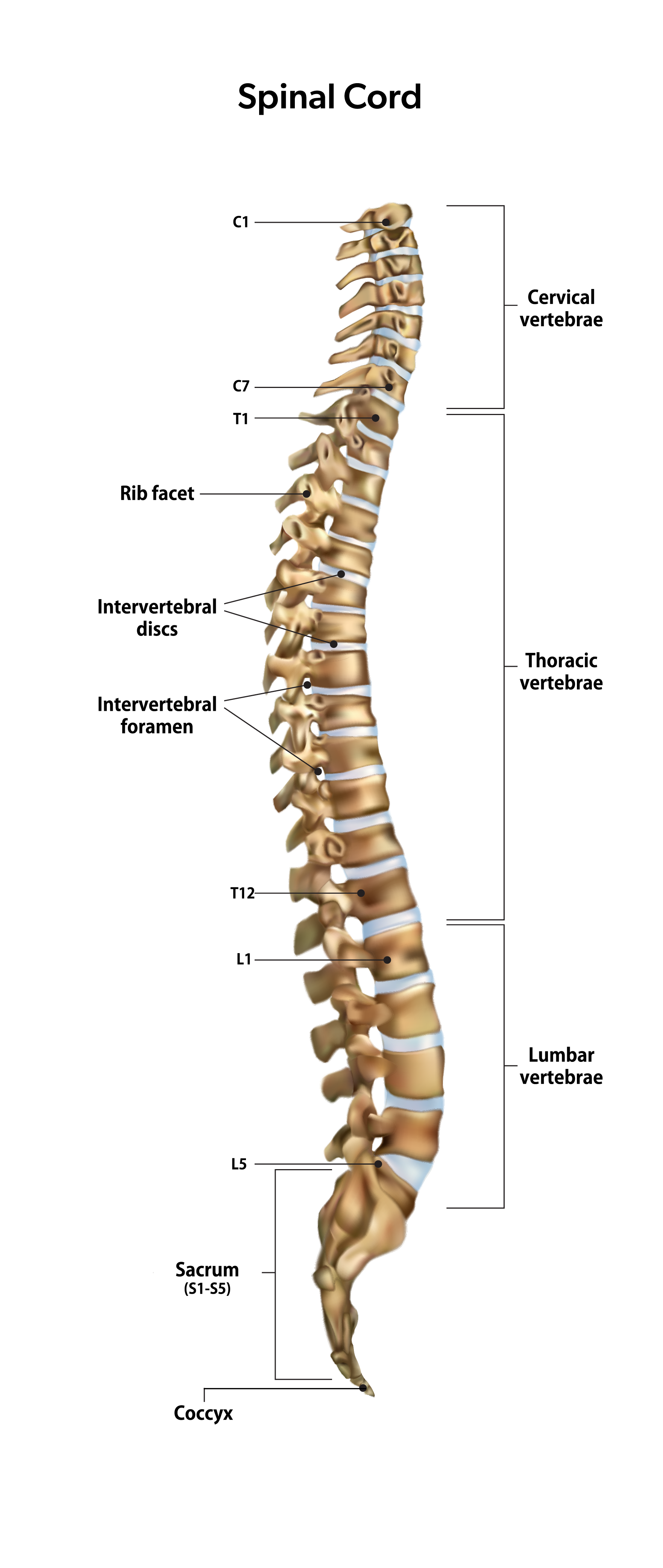 Spinal Cord Diagram