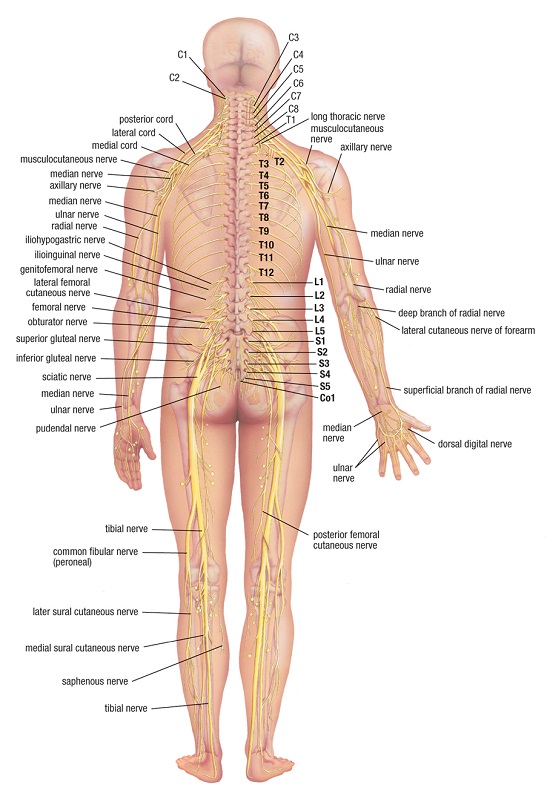 full nervous system