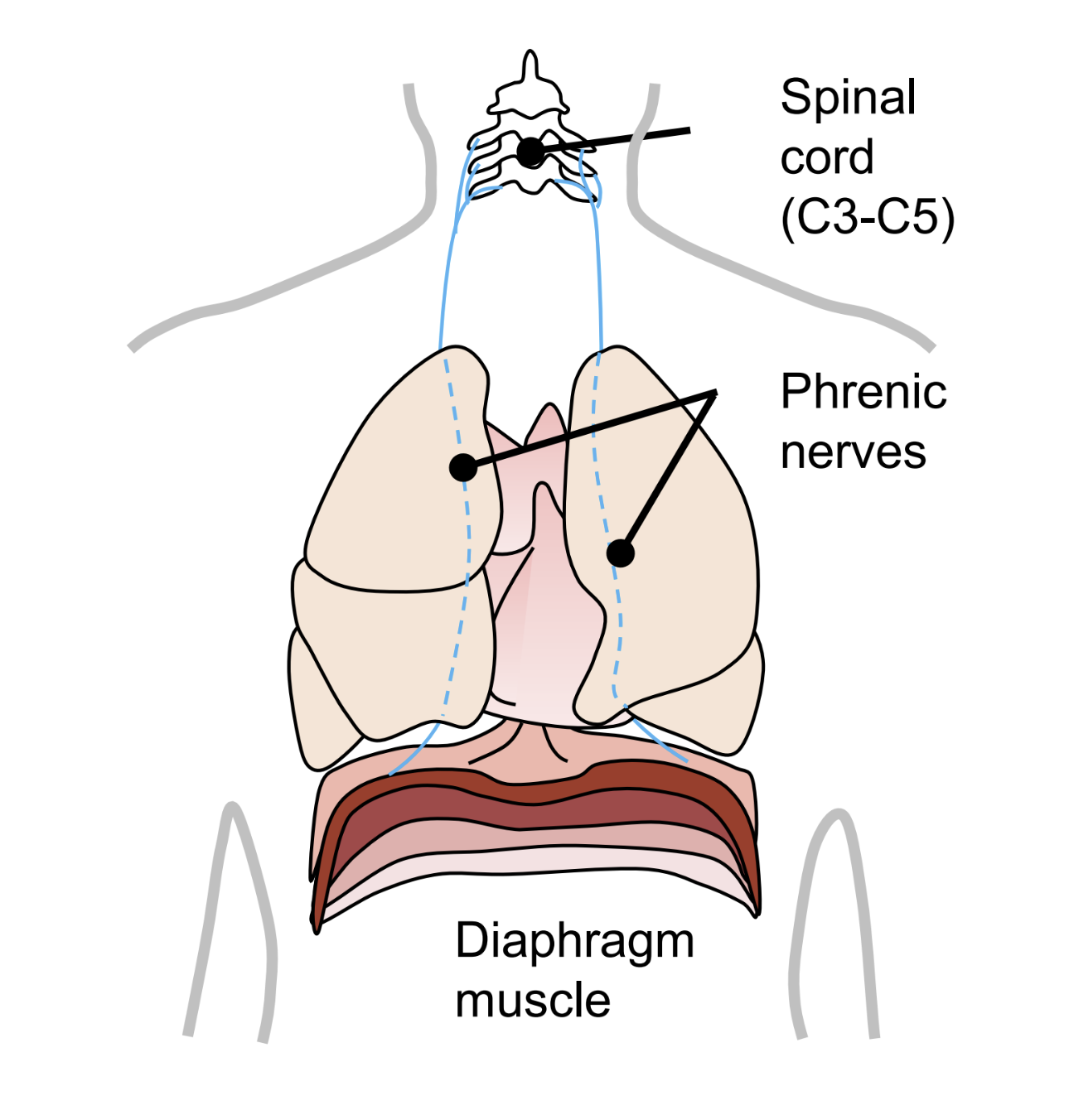 diaphragm figure