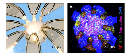 Multifunctional framework ("mini-lab") for studying human brain organoids