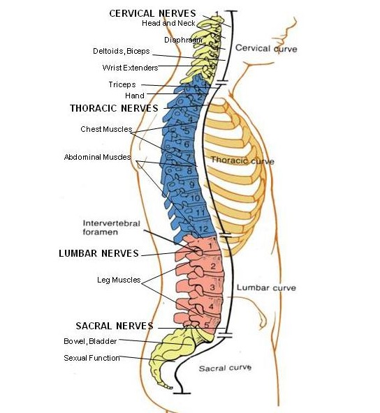 Spine Organ Chart