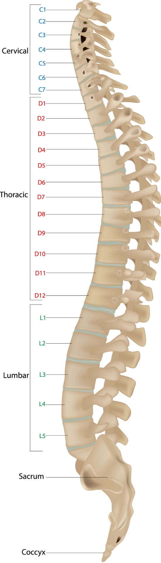 spinal cord