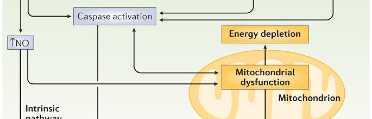 Schematic of cell death signalling pathways. 