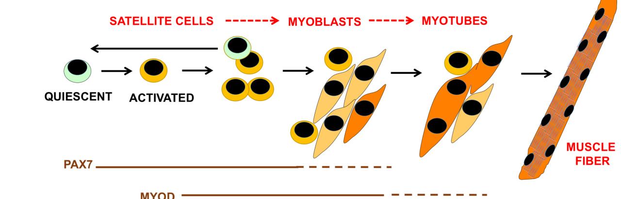 Myogenesis