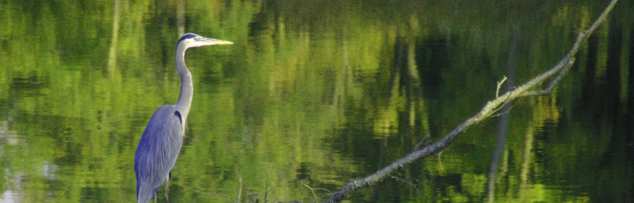 Blue heron lake photo
