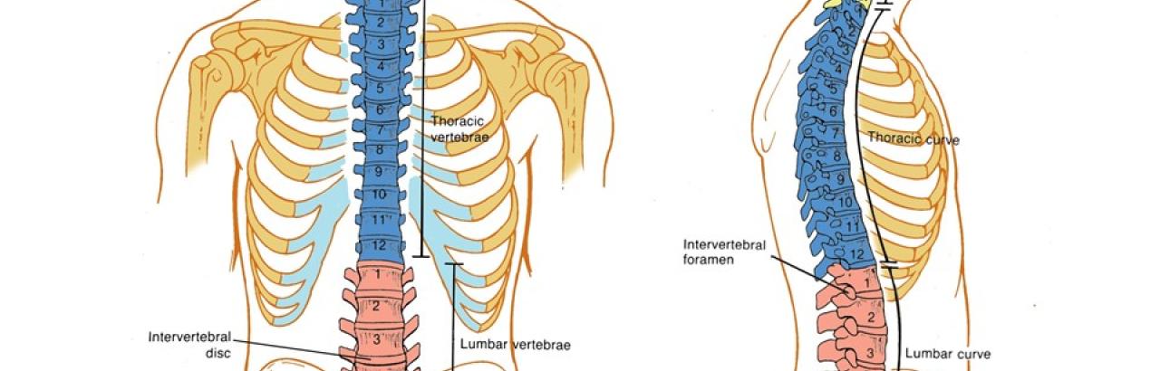 Spine anatomy