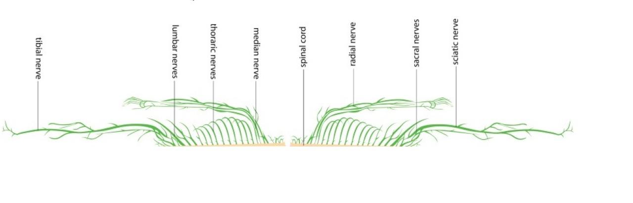 green nervous system