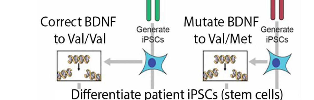 "Isogenic" approach to isolating the effects of single gene variations between patients who have suffered from neurotrauma.