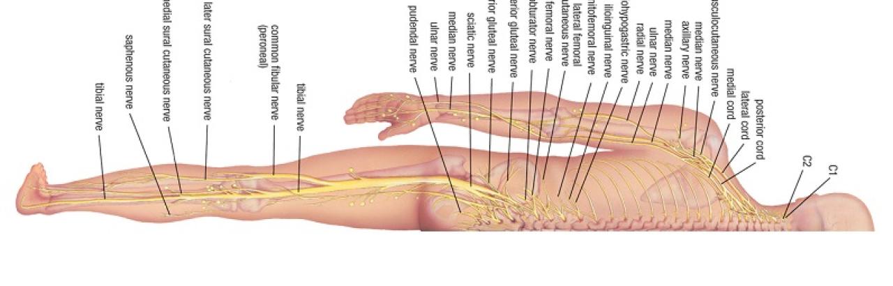 nervous system  - half body longitudal