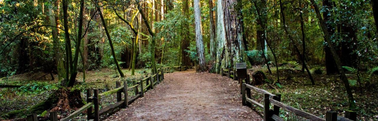 paved path in forest park