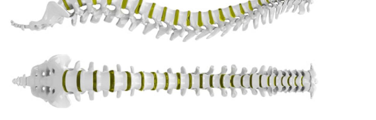 spine model