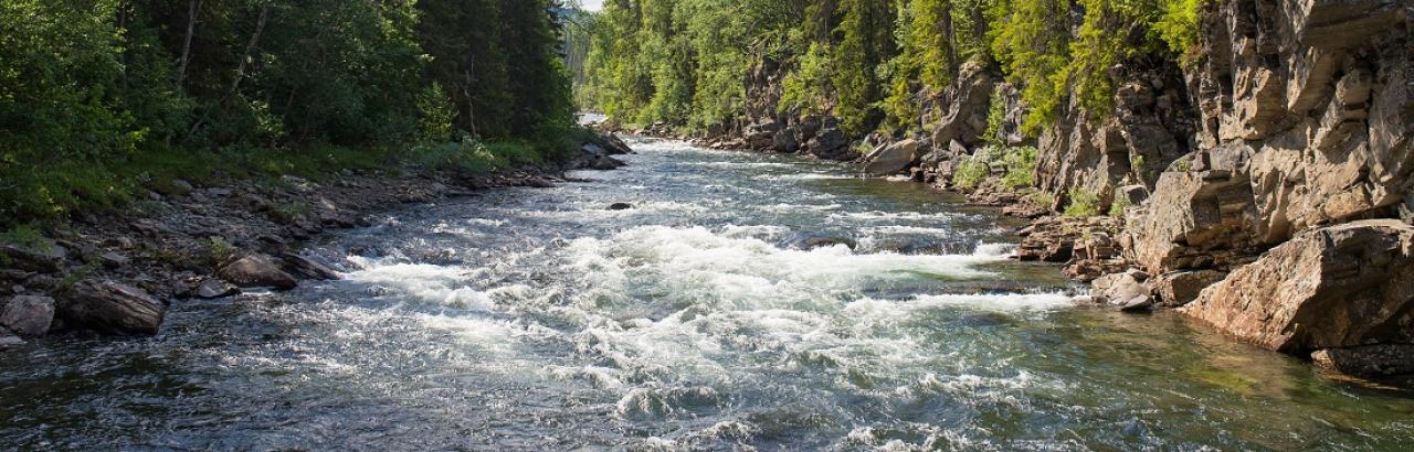 river rapids and pine trees