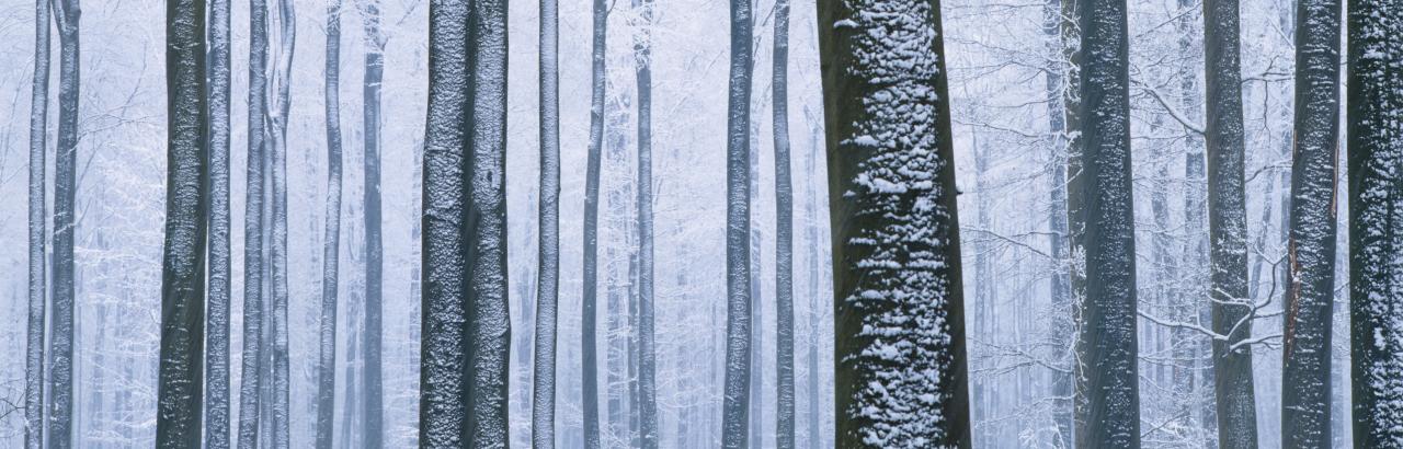 winter forrest