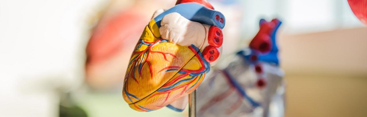 Model of a human heart