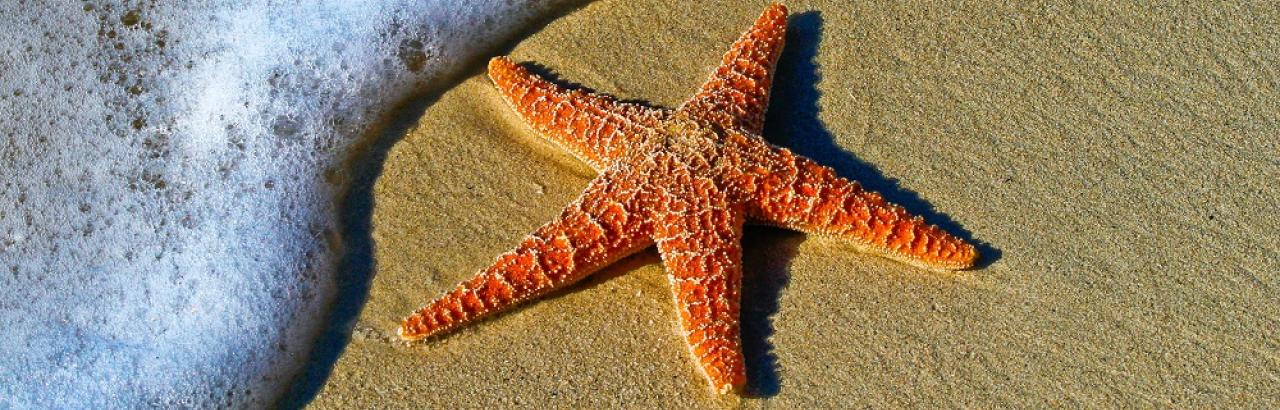 Starfish and ocean beach