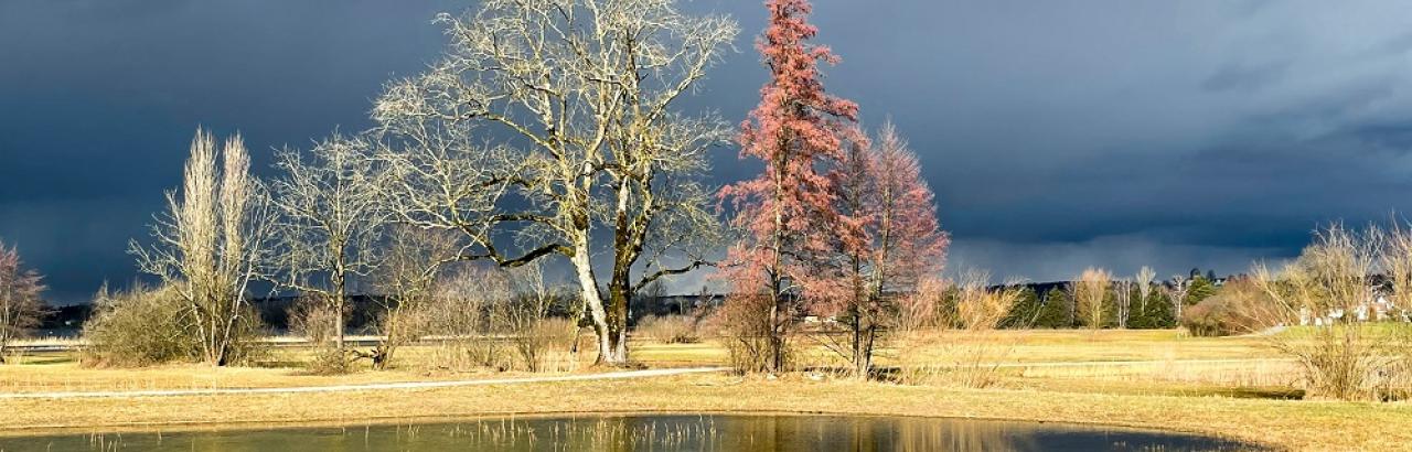 dark skies with golden grass and trees