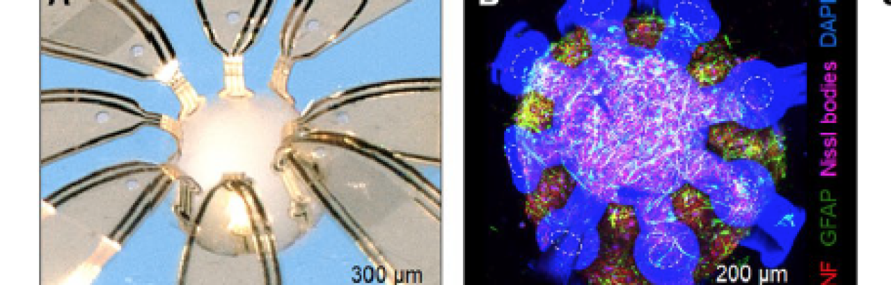 Human neural organoid grow in custom built "mini-lab" framework.