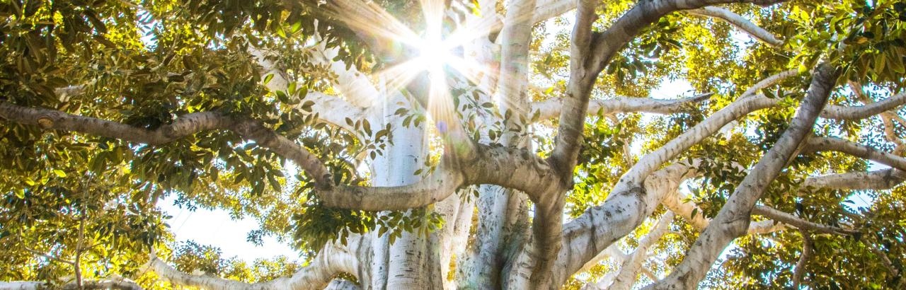 trees and sunlight