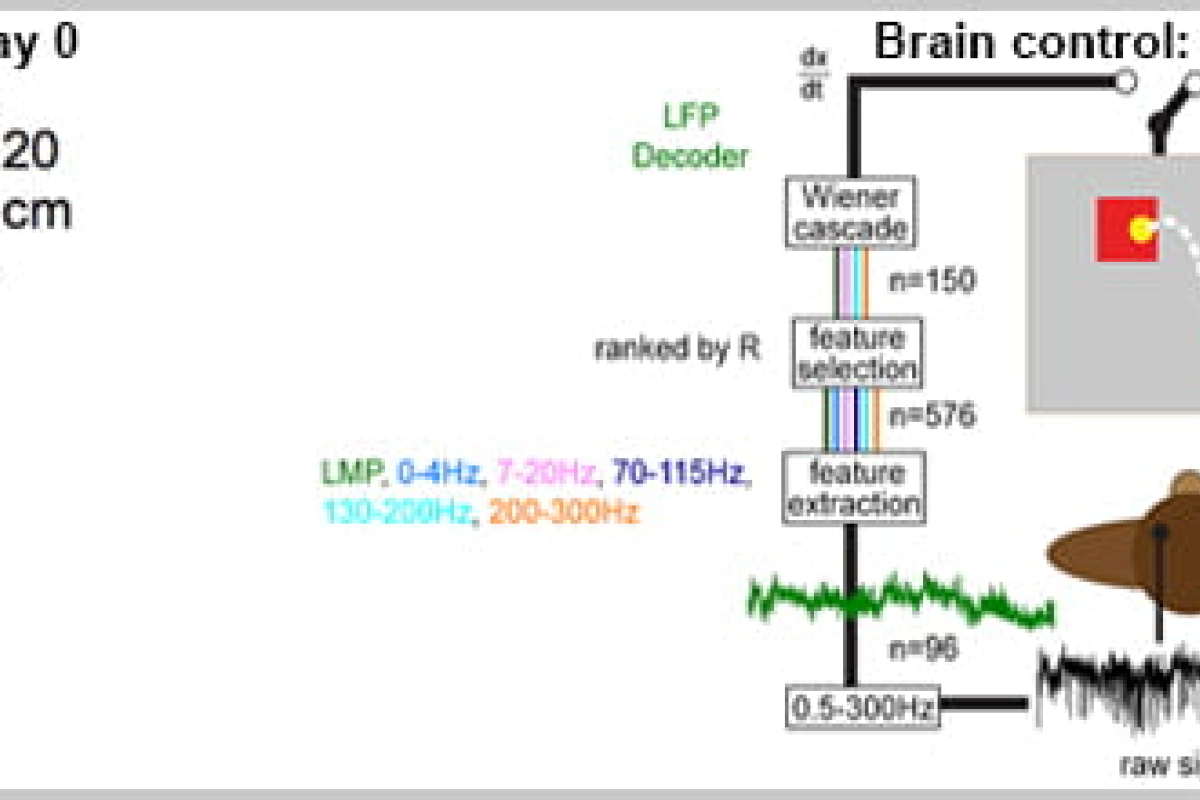 Brain-Machine Interfacing for Hand and Arm Movement