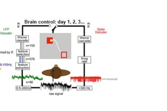Brain Control Graph Detail