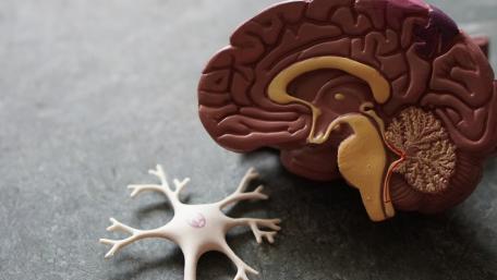 brain model