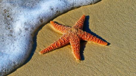 Starfish and ocean beach