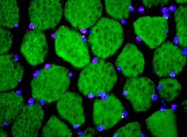 Close up of human cells