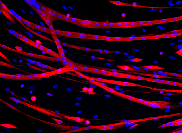 Close up of human cells