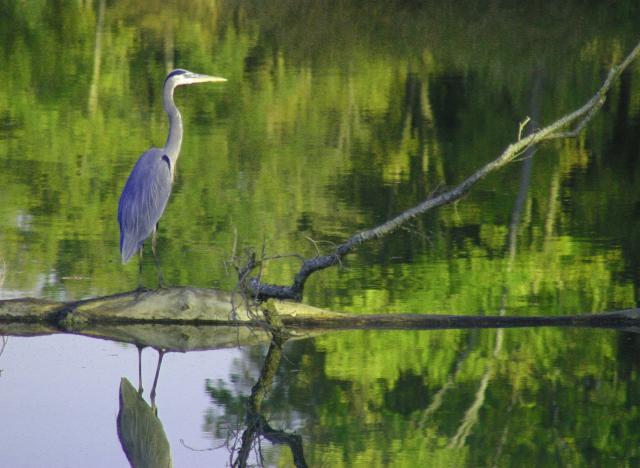 Blue heron lake photo