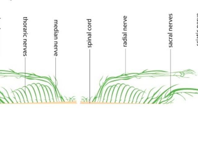 green nervous system