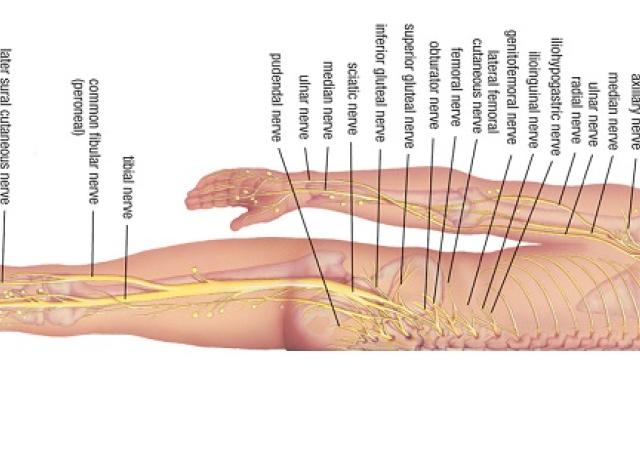 nervous system - half body longitudal