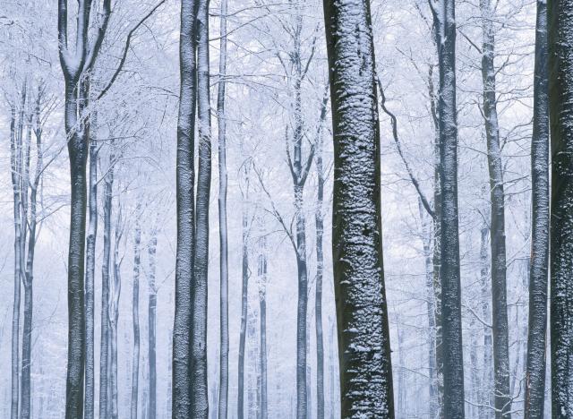 winter forrest