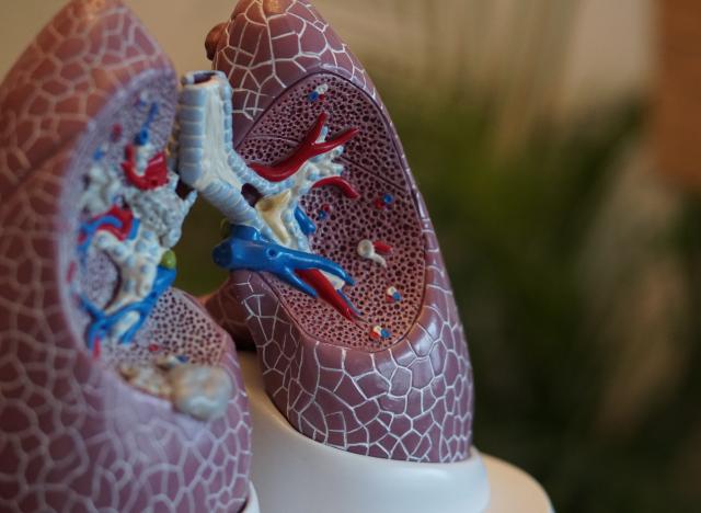 plastic lungs model