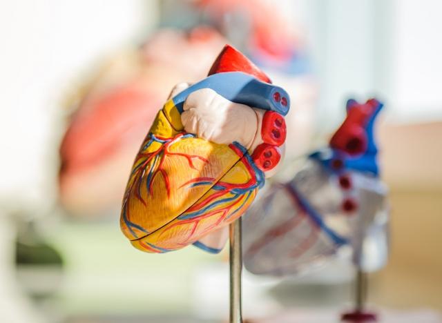 Model of a human heart