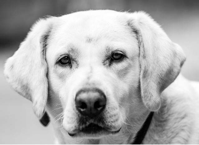 white labrador