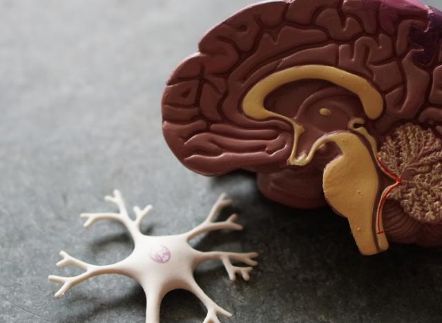 brain model