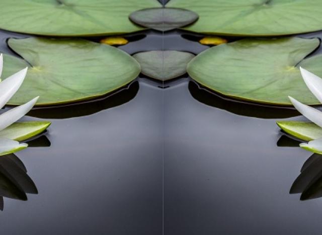 double lotus