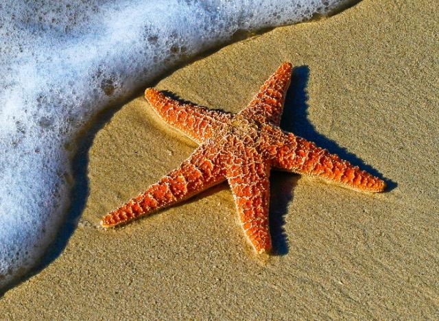 Starfish and ocean beach