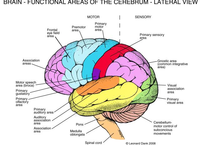 colorful brain