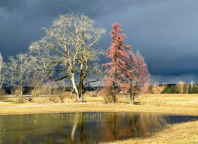 dark skies with golden grass and trees