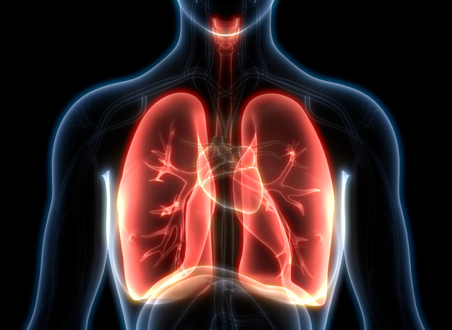 Lungs