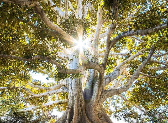 trees and sunlight