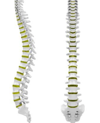 spine