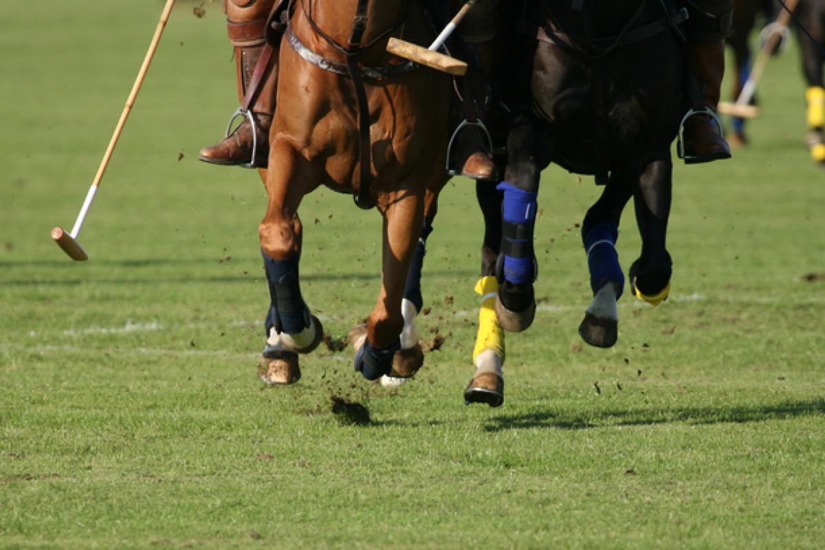Polo Horses