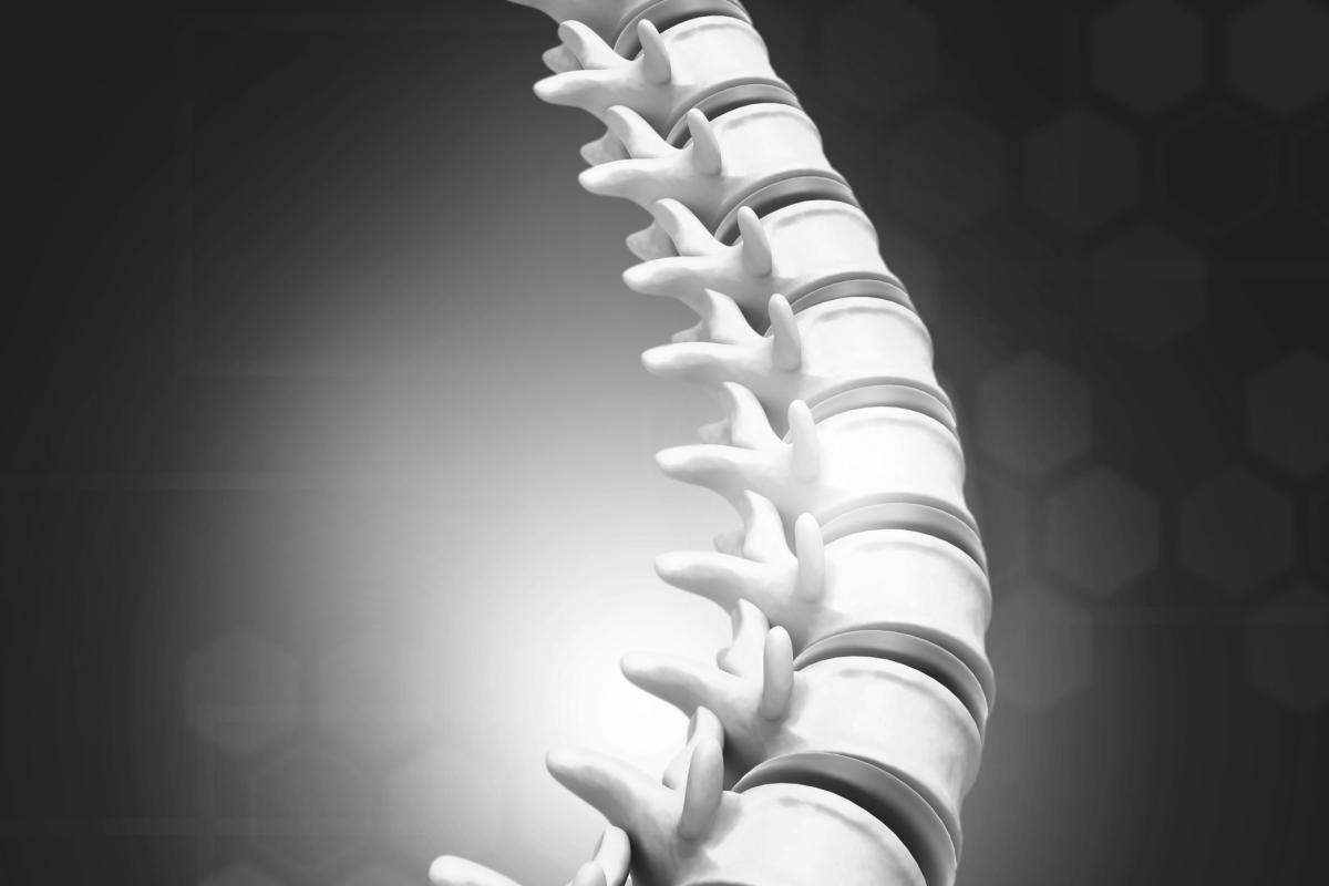 Spinal Cord