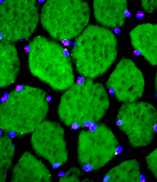 Close up of human cells