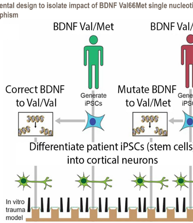 "Isogenic" approach to isolating the effects of single gene variations between patients who have suffered from neurotrauma.